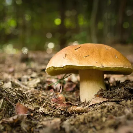 Вилла Provintsia Мигово